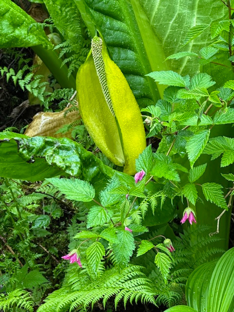 Skunk cabbage with salmonberry flowers, one of my favorites since I was 4 years old.